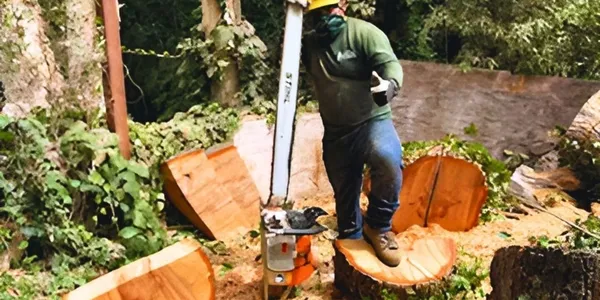 Tree removal and trimming services